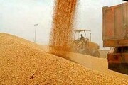 مدیر تعاون روستایی فارس: روند خرید گندم باید با شفافیت و سرعت مطلوب انجام شود