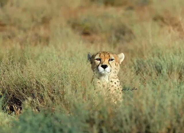 عکس تزئینی است. توله بازمانده «هلیا» شناسایی شد