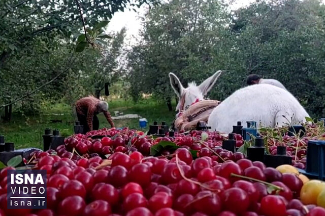 ویدیو/ ملایر؛ قطب تولید آلبالو ویدیو/ ملایر؛ قطب تولید آلبالو