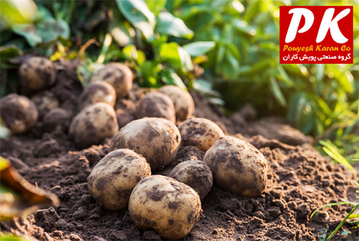 بررسی سرمایهگذاری در صنعت فرنچ فرایز با فناوری گروه صنعتی پویش کاران در ایرا