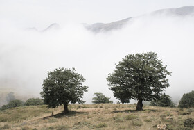 ارتفاعات جنگلی اولنگ ، شهرستان رامیان - استان گلستان