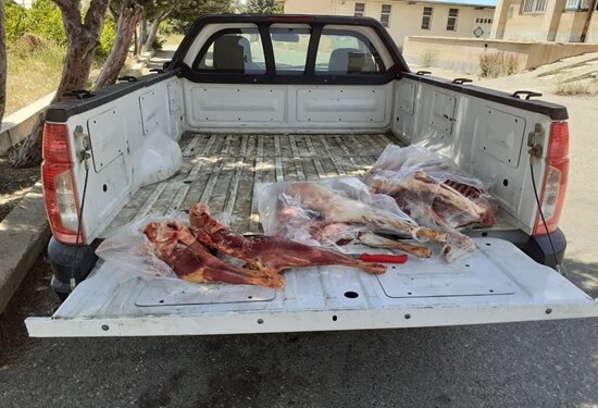 عکس از ارشیو گوشت ممهور به مهر تقلبی دامپزشکی در آتش سوزانده شد