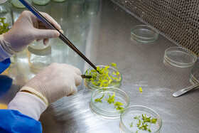 20 خردادماه 1403، گروه پژوهشی بیوتکنولوژی مشغول تکثیر سلول‌های بنیادی گیاه و سرعت بخشیدن به تکثیر یک گیاه خاص در حال انقراض هستند.