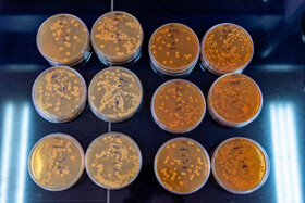 10 مرداد 1401، محیط کشت باکتری در آزمایشگاه پروبیوتیک مجتمع تحقیقاتی شهدای جهاددانشگاهی - کرج