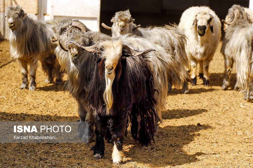 ۴۴ سال خودباوری