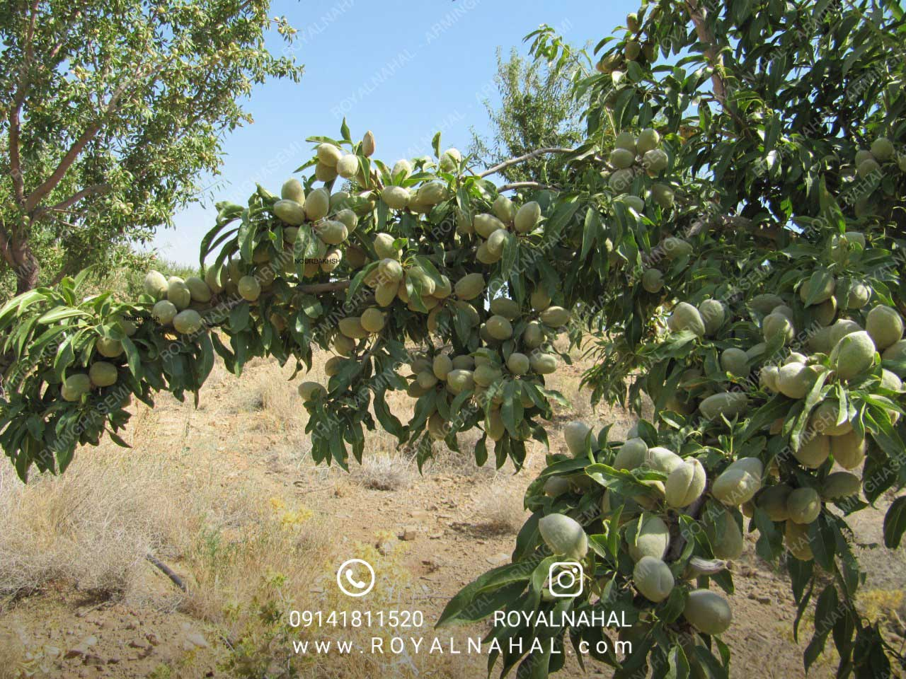 رویال نهال؛ از بزرگترین نهالستانهای تولیدکننده نهال بادام در ایران