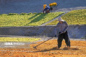 تاکداران درسجین با جشنواره انگور به استقبال پاییز می‌روند