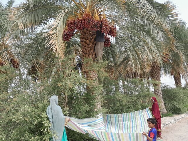 برداشت ۱۴۰ هزار تن خرما در سیستان و بلوچستان برداشت ۱۴۰ هزار تن خرما در سیستان و بلوچستان