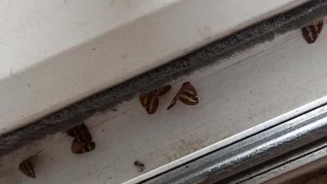 آیا «زنجرک» آفت جدید کشاورزی گیلان است؟ آیا «زنجرک» آفت جدید کشاورزی گیلان است؟