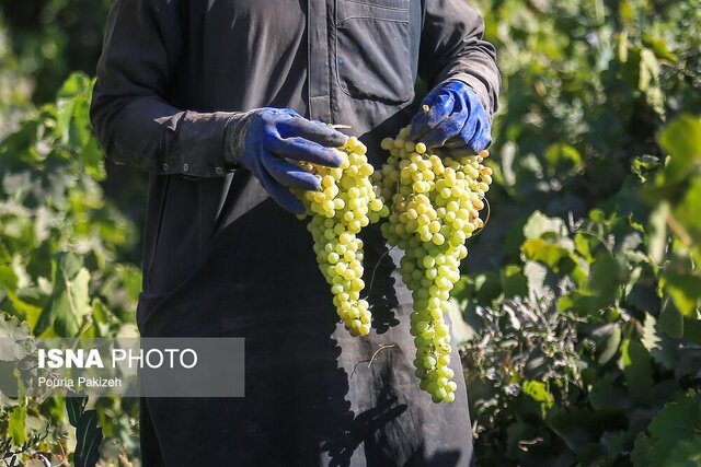 کاشت انگور به روش داربستی، موثر در عملکرد و سهولت برداشت کاشت انگور به روش داربستی، موثر در عملکرد و سهولت برداشت