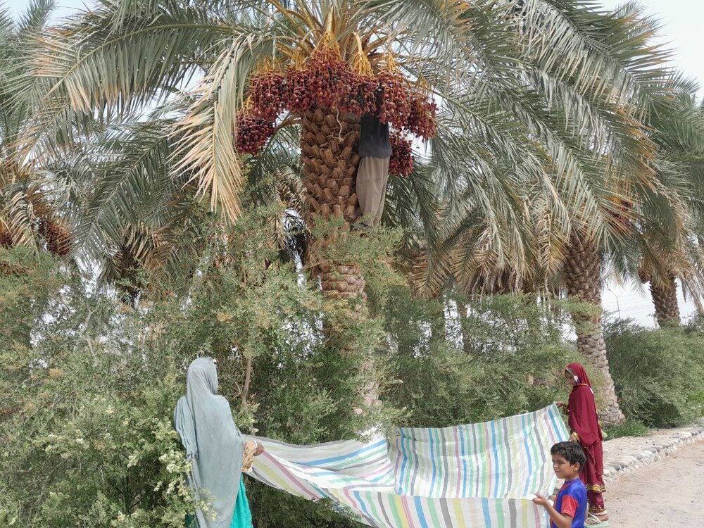 برداشت خرمای روتک خاش آغاز شد - ایسنا
