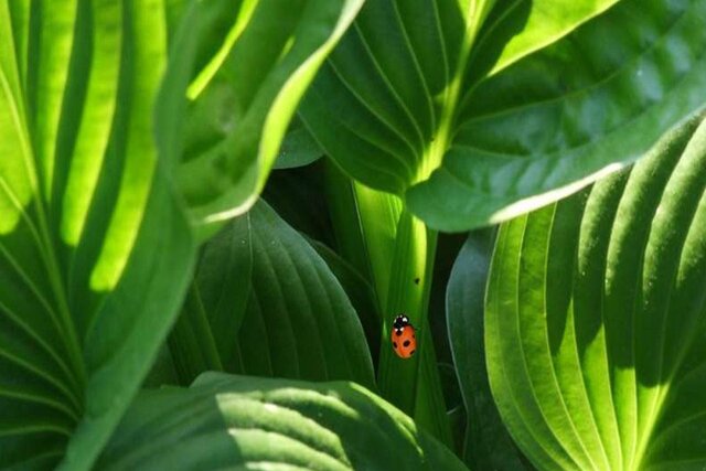 نانومواد میتوانند دوام گیاهان را در برابر شوری خاک افزایش دهند نانومواد میتوانند دوام گیاهان را در برابر شوری خاک افزایش دهند