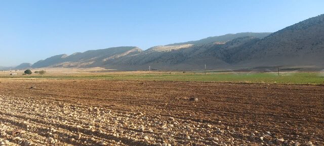 کشت ذرت علوفهای در سطح ۱۰۰ هکتار از زمینهای کشاورزی ایوان کشت ذرت علوفهای در سطح ۱۰۰ هکتار از زمینهای کشاورزی ایوان