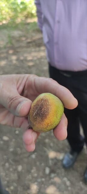 باغداری پرزحمت و کمبازده در ایلام و نحوه تیمار درختان