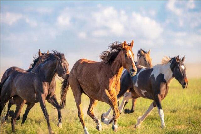 بستنی شیر اسب سالمتر از بستنی شیر گاو است بستنی شیر اسب سالمتر از بستنی شیر گاو است