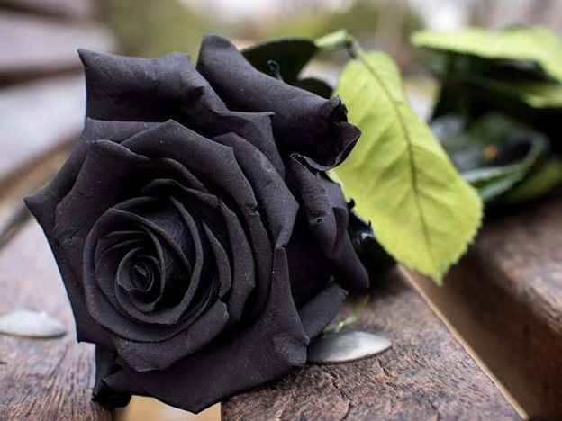 تالار پذیرایی مراسم ختم چه ویژگیهایی باید داشته باشد