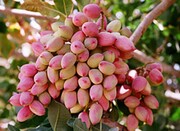 محصولات پسته کاران خراسان شمالی امنیت ندارند/باغات پسته امسال شناسنامه دار می شوند