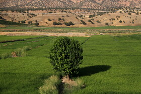 کشکان رود در استان لرستان