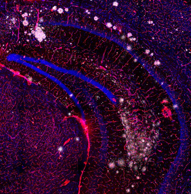 اعلام برندگان مسابقه عکاسی علمی ۲۰۲۴؛ هنگامی که علم و هنر ملاقات میکنند