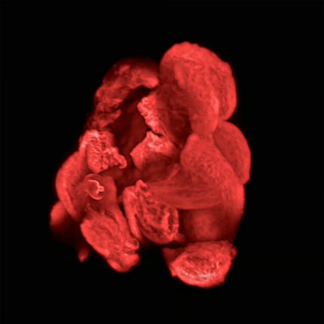 اعلام برندگان مسابقه عکاسی علمی ۲۰۲۴؛ هنگامی که علم و هنر ملاقات میکنند