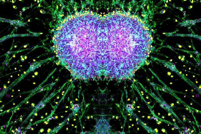 اعلام برندگان مسابقه عکاسی علمی ۲۰۲۴؛ هنگامی که علم و هنر ملاقات میکنند