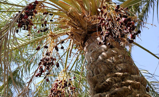 کاهش میزان خشکیدگی خوشه خرما در استان کرمان