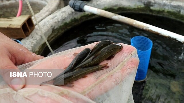 گونهی "دکتر فیش" بومی شده گیلان، آماده صادرات است