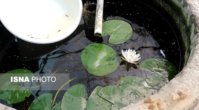 گونهی "دکتر فیش" بومی شده گیلان، آماده صادرات است