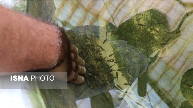 گونهی "دکتر فیش" بومی شده گیلان، آماده صادرات است