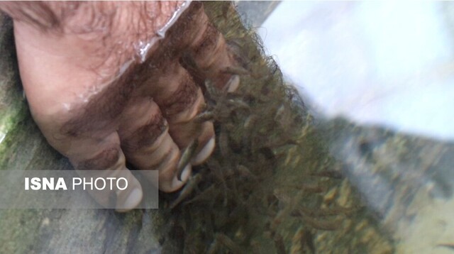 گونهی "دکتر فیش" بومی شده گیلان، آماده صادرات است