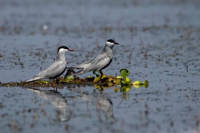 بیش از ۲۰۰ هزار جفت جوجه آور در جزایر خلیج فارس تخمگذاری میکنند بیش از ۲۰۰ هزار جفت جوجه آور در جزایر خلیج فارس تخمگذاری میکنند