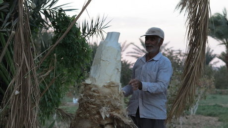 کاهش اثرات سمی سرب با استفاده از گیاهان دارویی/ حفظ سلامت باروری مردان با «پنیر نخل» کاهش اثرات سمی سرب با استفاده از گیاهان دارویی/ حفظ سلامت باروری مردان با «پنیر نخل»