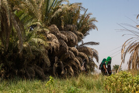 زائران حسینی در مسیر کوفه به کربلا