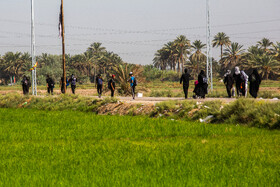 زائران حسینی در مسیر کوفه به کربلا