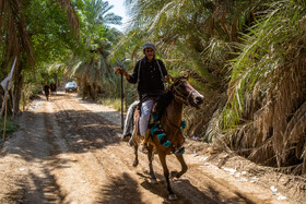 زائران حسینی در مسیر کوفه به کربلا