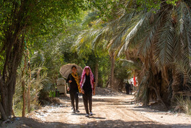 زائران حسینی در مسیر کوفه به کربلا