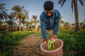 برداشت خیار چنبر از مزارع شهرستان کارون