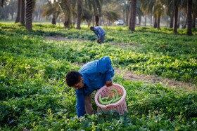 برداشت خیار چنبر از مزارع شهرستان کارون