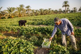 برداشت خیار چنبر از مزارع شهرستان کارون