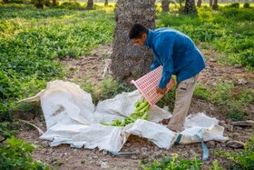 برداشت خیار چنبر از مزارع شهرستان کارون