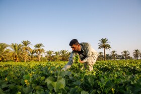 برداشت خیار چنبر از مزارع شهرستان کارون