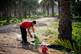 برداشت خیار چنبر از مزارع شهرستان کارون