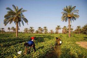 برداشت خیار چنبر از مزارع شهرستان کارون