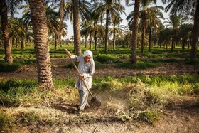 برداشت خیار چنبر از مزارع شهرستان کارون