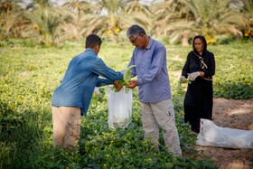 برداشت خیار چنبر از مزارع شهرستان کارون