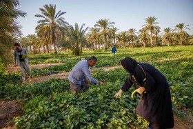 برداشت خیار چنبر از مزارع شهرستان کارون