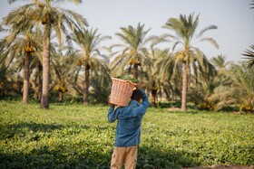 برداشت خیار چنبر از مزارع شهرستان کارون