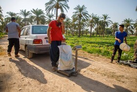 برداشت خیار چنبر از مزارع شهرستان کارون