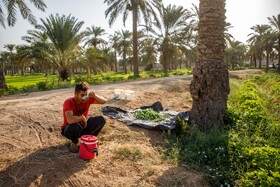 برداشت خیار چنبر از مزارع شهرستان کارون