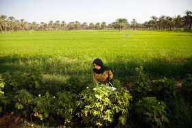 برداشت خیار چنبر از مزارع شهرستان کارون